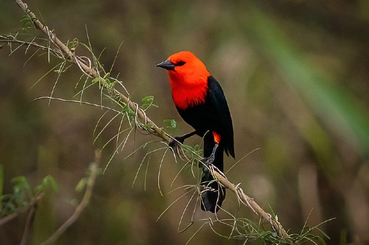 102 Noord Pantanal, roodkoptroepiaal.jpg